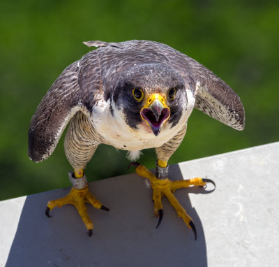 Female peregine that has returned to this roof for a number of years.