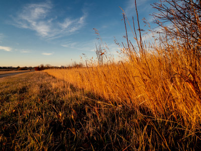 Early morning light on fall grasses.
