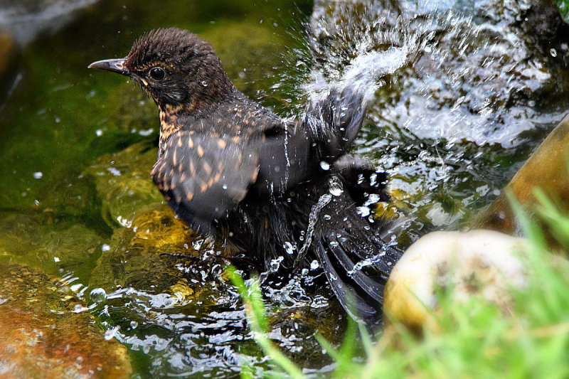 Young Black bird Turdus merula kos DSC_9872x0307201Napb