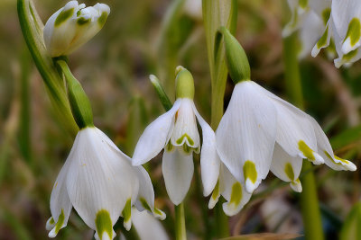 Spring snowflakes leucojum vernum & Common snowdrop Galanthus nivalis mali zvonček DSC_173404032017pb