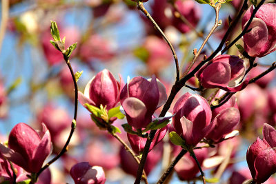 Magnolia blooms cvetovi magnolije DSC_0488x03042017pb