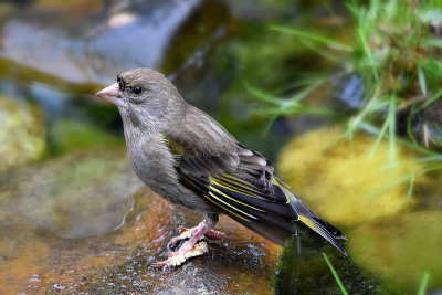 Carduelis chloris  zelenec DSC_5736x07042017Napb