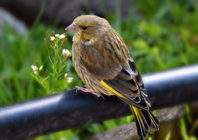 ong Carduelis chloris  zelenec DSC_665724042017pb