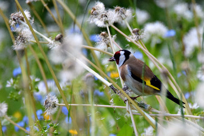 Carduelis carduelis  liček   DSCg7397g11052017pb