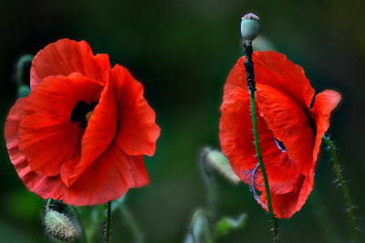 Papaver rhoeas poljski ma  DSC_0063x31052017pb