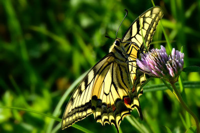 Swallowtail Papilio machaon lastovičar DSC_0303x26082016Napb