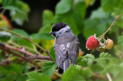 Sylvia atricapilla eurasian blackcap črnoglavka    DSC_9821x03072017pb