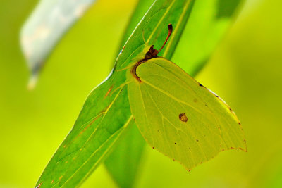 Gonepteryx rhamni citronček DSC_0151x18072017pb