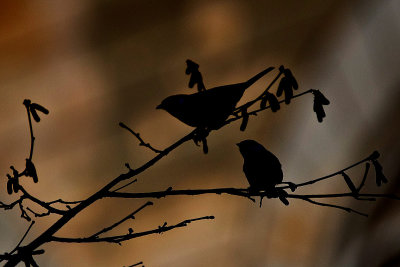 Pair of  birds  DSC_3013x04022017pb