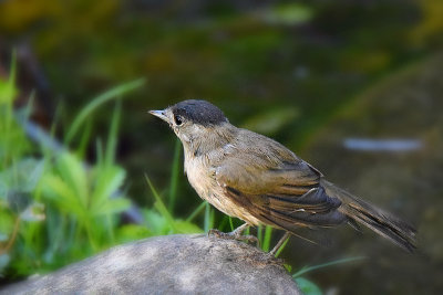 Sylvia atricapilla eurasian blackcap črnoglavka   DSC_0724x31072017Napb