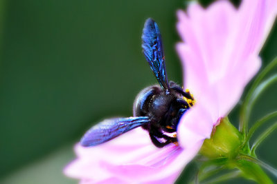 Xylocopa violacea  violet carpenter bee  modra lesna čebela   DSC_1005x31082017pb