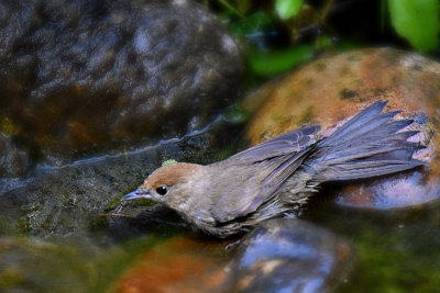 Sylvia atricapilla eurasian blackcap  DSC_0032x04072017Napb