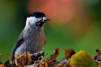 Parus palustris močvirska sinica DSC_1848x14092017pb