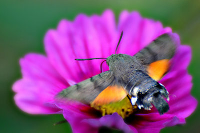 Hummingbird hawk-moth velerilec  DSC_0528x07102017pb