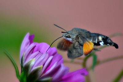 Hummingbird hawk moth velerilec  DSC_0515x07102017Napb