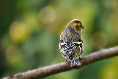 Carduelis spinus  čiek  DSC_205502102017Napb