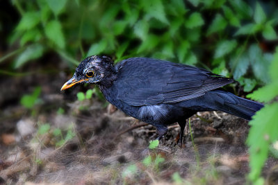 Turdus merula  kos   DSC_1354x26082917Napb