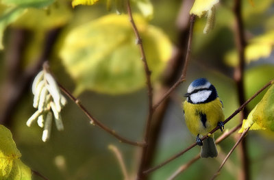 Blue tit cyanistes caeruleus  plavček  DSC_3072x11112017pb