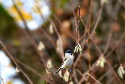 Parus palustris močvirska sinica DSC_0529x18112017pb