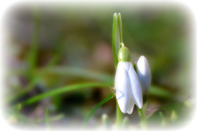 Common snowdrop Galanthus nivalis mali zvonček DSC_0225x07012018pb