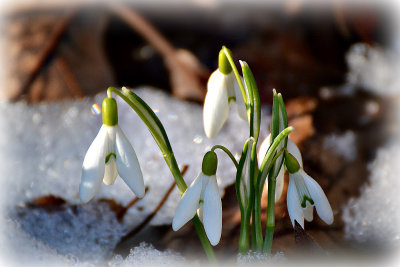 Common snowdrop Galanthus nivalis mali zvonček DSC_0139x21012018pb