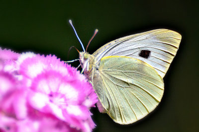 Butterfly   DSC_0167x15062017pb