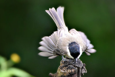 Parus palustris močvirska sinica DSC_1083x09082017pb