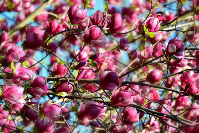 Magnolia blooms cvetovi magnolije   DSC_0501x03042017pb