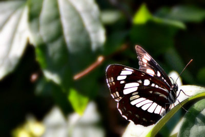 Neptis rivularis  veliki kresničar  DSC_0430x22062017pb