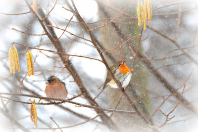 Birds in the winter  DSC_0212x26022018pb