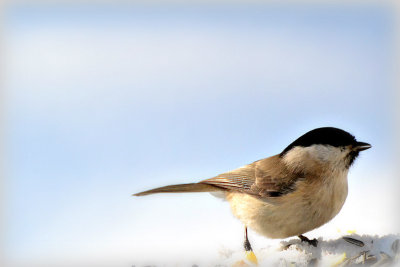 Parus palustris močvirska sinica DSC_0414x28022018pb