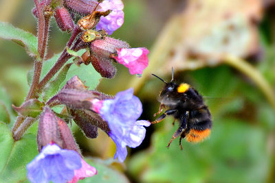 Common lungwort Pulmonaria officinalis  pljučnik   DSC_0878x31032018pb