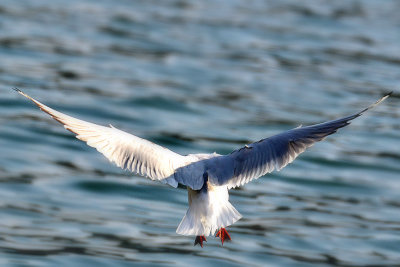 Larus ridibundus rečni galeb  DSC_0255x01032013pb