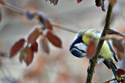 Blue tit cyanistes caeruleus plavček  DSC_4082x13042018pb