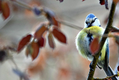 Blue tit cyanistes caeruleus plavček DSC_4086x13042018pb