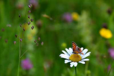 Lycaena dispar  močvirski cekinček  DSC_1368x25052018pb