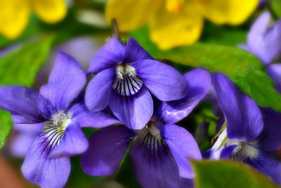 Sweet violet Viola odorata  dieča vijolica  DSC_1452x12042018pb