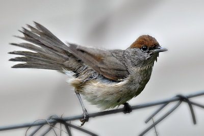 Sylvia atricapilla eurasian blackcap črnoglavka  DSC_5685x11062018pb