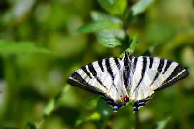 Iphiclides podalirius jadralec  DSC_0027x17072018pb