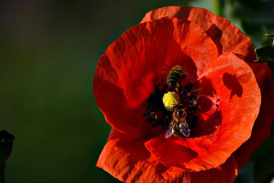 Papaver rhoeas poljski mak  DSC_0038x28052019pb