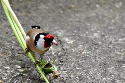 Carduelis carduelis  liček  DSC_4424gx01052018pb