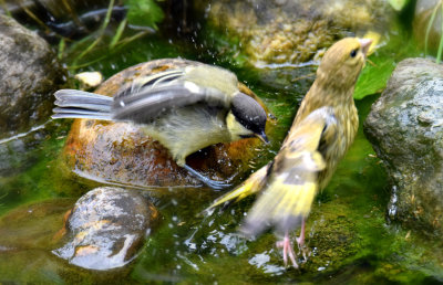 Birds DSC_5913x15062018pb