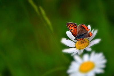  Lycaena dispar močvirski cekinček  DSC_1411x25052018pb