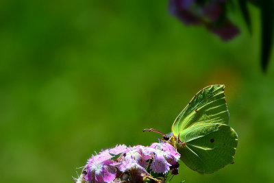 Gonepteryx rhamni citronček   DSC_0546x05082018pb