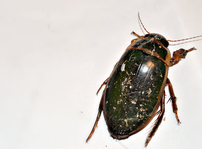 Great diving beetle  obrobljeni kozak  DSC_1203x20082018pb