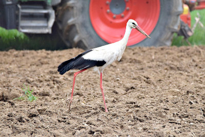 White Stork bela torklja  DSC_6037x13042017pb