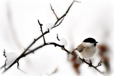 Parus palustris močvirska sinica DSC_0160x15122018