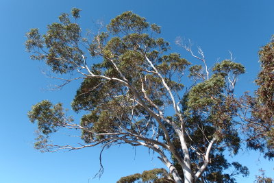 Gum tree, Port Albert