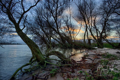 De Biesbosch National Park