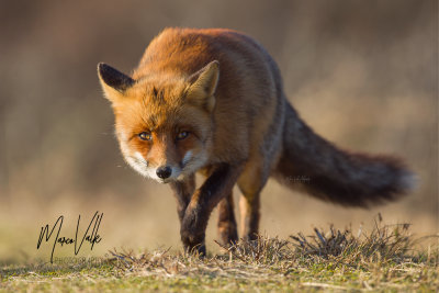 Red Fox